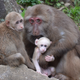 Wild macaques in Mt. Huangshan in the Anhui Province of China.
